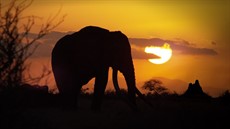 Elephant and Termite 16 x 9 clean_thumb.jpg